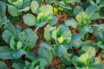 green cabbages plants growing at vegetable garden
