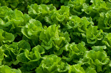 green butterhead cultivating at greenhouse