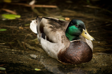 Duck