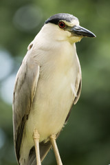 Black-crowned Night Heron