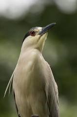 Black-crowned Night Heron