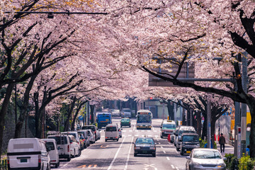 東京 中野通りの満開の桜並木