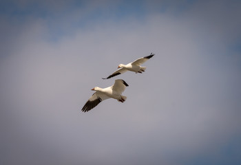 Snow geese flying up North