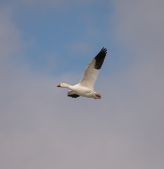 Fototapeta na wymiar Snow geese flying up North
