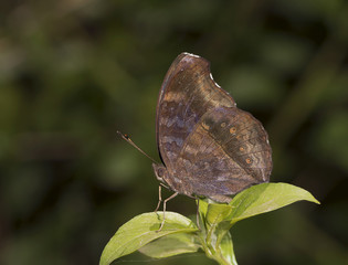Obraz premium A Chocolate Pansy Butterfly at Maharashtra Nature Park Mumbai