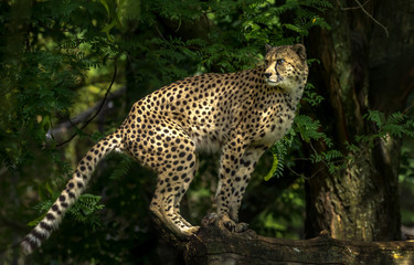 Cheetah