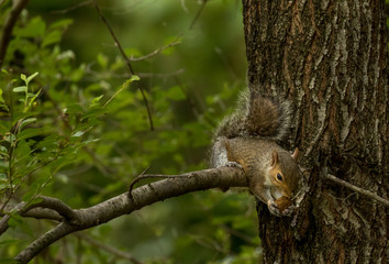 Squirrel