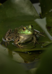 Frog