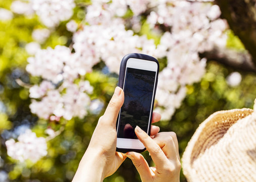 満開の桜をスマホで撮影する手