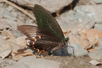 Common Mormon butterfly urinating on wet land