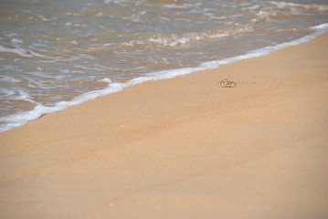 Fototapeta na wymiar A little crab on a beach going to the sea