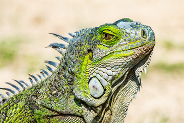 Iguana verde en la playa