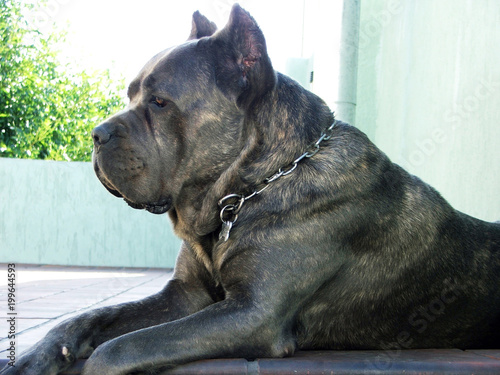 Perro Cane Corso Adulto Stock Photo And Royalty Free Images On