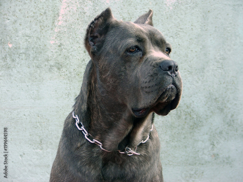 Perro Cane Corso Adulto Stock Photo And Royalty Free Images On