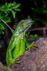 Iguana verde sobre una roca