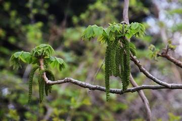 Flowers of Manchurian walnut