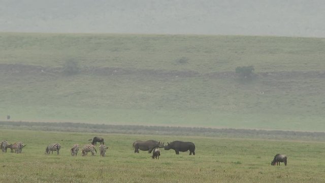 Black Rhinocerus ((Diceros bicornis) two together in the Ngorongoro Crater