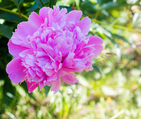 Fototapeta premium peonies, summer, spring, flowers, garden, beauty, bouquet, beautiful flower
