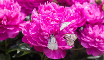 flowers, peonies, summer, garden, butterfly, carp flower, close-up, macro