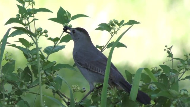 gray catbird calls and eats berries
