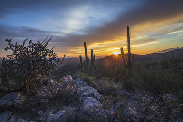 Obraz premium Southern Arizona sunset. Backlight acacia blooms in the foreground.