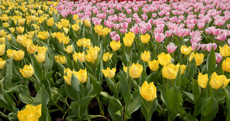 Fototapeta premium Pink and yellow tulip farm
