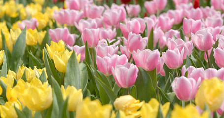 Beautiful tulip in garden
