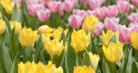  Beautiful colorful tulip park