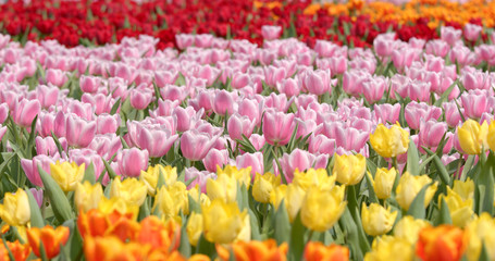 Beautiful tulip in farm