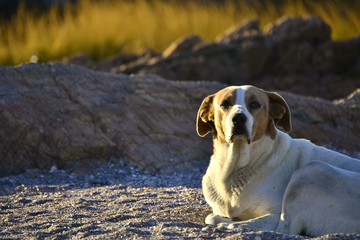 Sad Dog