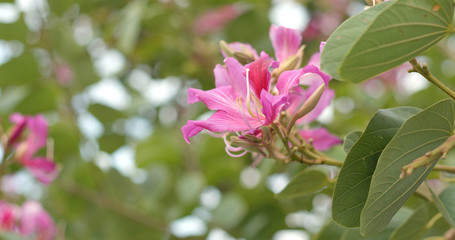 Bauhinia flower in garden