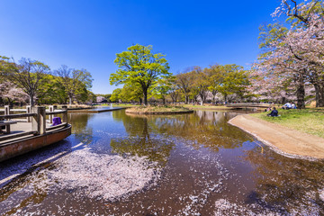Fototapeta premium 桜が舞い散る春の代々木公園