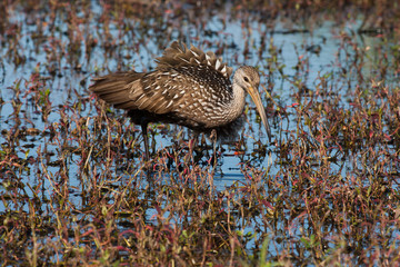 Limpkin hunting for a meal in the flora filled marsh