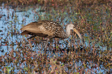 Limpkin hunting for a meal in the flora filled marsh