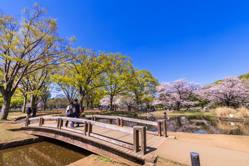 Obraz premium 桜が満開の代々木公園の噴水池