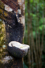 Traditional agricultural of rubbers tree close up.