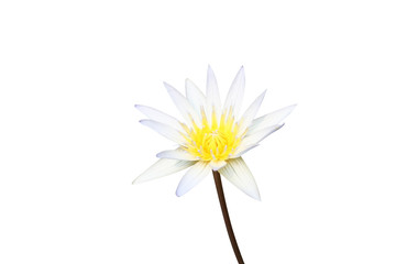 white lotus flower isolated on white background