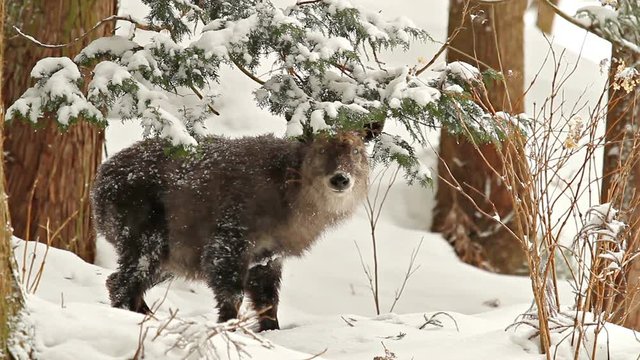 A Japanese Serow in the mountains of Japan