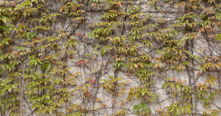 Green creeper of bush on wall