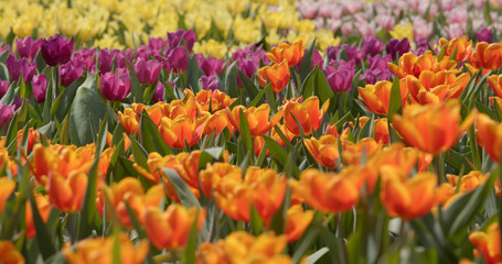 Colorful tulip flower garden