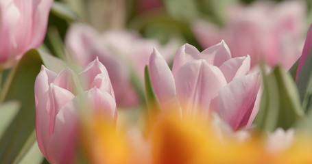 Fototapeta premium Colorful tulip flower