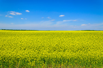 Obraz premium Field of the blossoming canola on spring