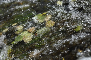 leaves floating over smooth river rocks