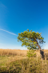 A blue sky over a field with a pine