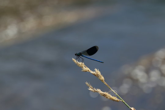 blue dragonfly on leaf