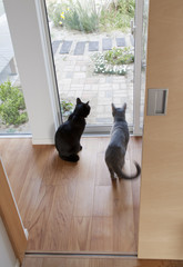 庭を眺める2匹の猫たち