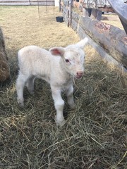 Obraz premium Animal