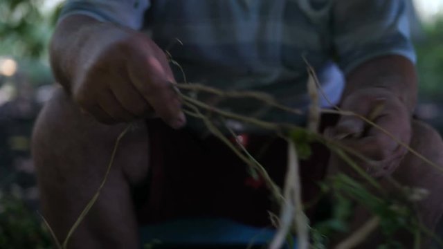 Close-up, Old Men's Hands Tear off Asparagus Sticks