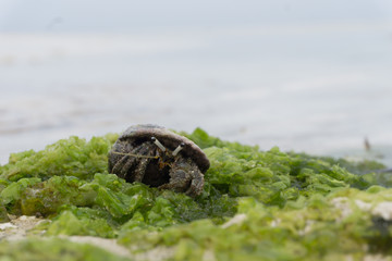 Little crab in seaweed
