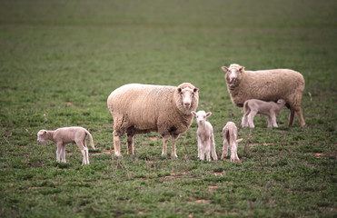 Naklejka na ściany i meble Ewes wih their lambs
